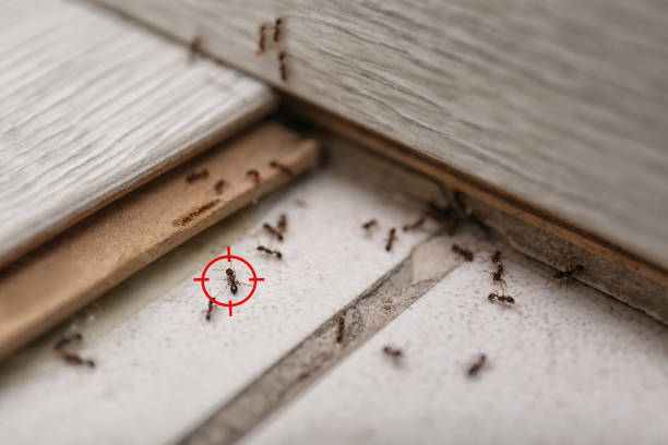 Best Ant Control Services  in Melvindale, MI