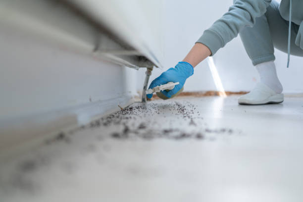 Best Emergency Pest Control  in Melvindale, MI
